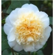 KAMELIA CAMELLIA biało żółta - sadzonki 50 / 80 cm